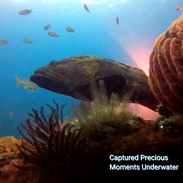 image of big fish underwater