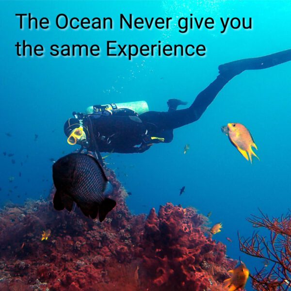 image of diver underwater