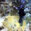 image diver hover over table corals