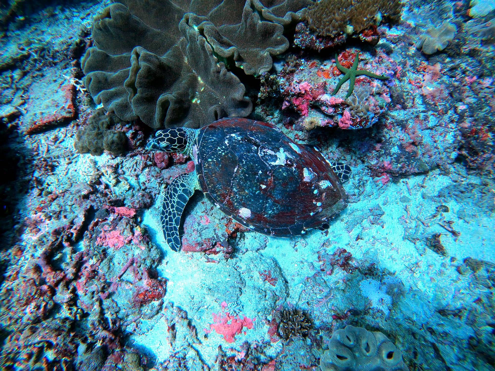 Image Turtle Toya Pakeh Nusa Penida