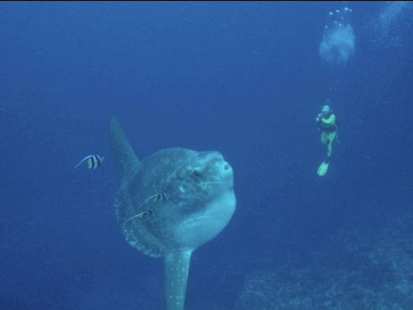 image mola sunfish crystal bay